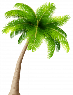 Palm Transparent PNG Image | Gallery Yopriceville - High-Quality ...