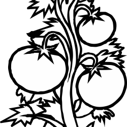 Plant With Roots Clipart Clipart Panda Free Clipart Images, plant ...