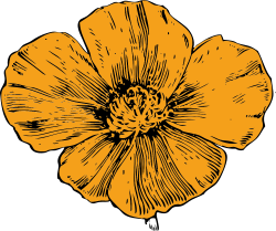 California poppy | t-shirt stuff | Pinterest | California poppy