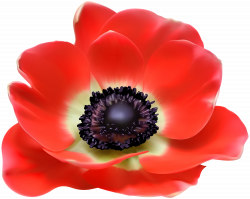 Poppy Euclidean vector Clip art - Red Flower PNG Clip Art Image 6000 ...