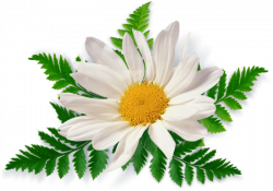 Camomile PNG image, free picture flower download