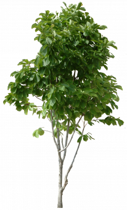 Hd Tree Png Cool <b>tree</b> images free download picturespider.com ...