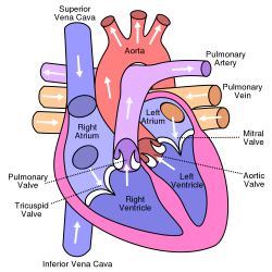 10 Facts About the Human Heart | Pinterest | Human heart diagram ...