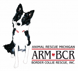 ARMBCR Animal Rescue Michigan Border Collie Rescue - Facebook page ...