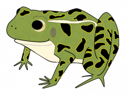 American bullfrog Clip art Toad Leopard Frogs - frog png ...