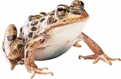 brown toad PNG Image - PurePNG | Free transparent CC0 PNG Image Library