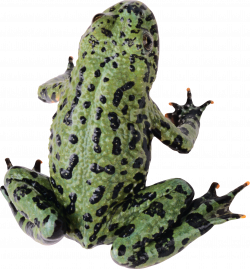 Frog PNG image free download image, frogs