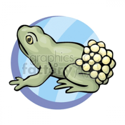 Green frog laying eggs clipart. Royalty-free clipart # 129823