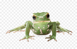 Frog Cartoon png download - 900*563 - Free Transparent Frog ...