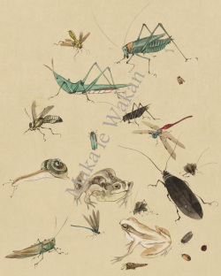 Insects & Frogs Clipart - Bugs Clipart, Nature Clipart ...