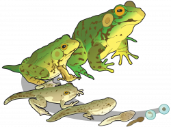 File:Greenfrog life stages.svg | Frog Art | Pinterest | Filing and Frogs