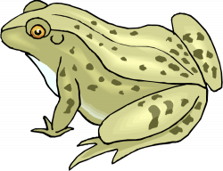28+ Collection of Spotted Frog Clipart | High quality, free cliparts ...