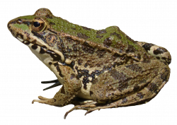 Frog PNG Image - PurePNG | Free transparent CC0 PNG Image Library