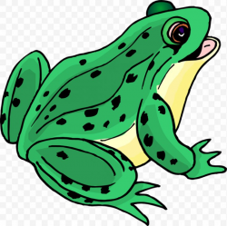 Tree Frog Clip Art, PNG, 564x563px, Frog, Amphibian ...