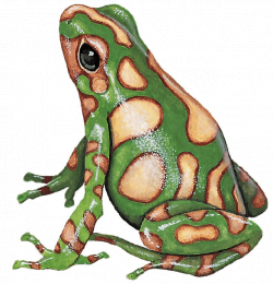Dendrobates auratus frog | Ciencia | Pinterest | Frogs, Dart frogs ...