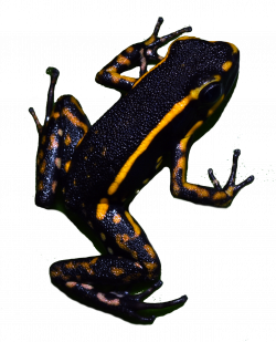 Calendar - Conservation in Action - Tropical Poison Frogs - Mystic ...