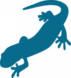 Free Image on Pixabay - Saurian, Amphibian, Salamander | Pinterest ...