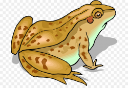 Frog Cartoon png download - 750*607 - Free Transparent Frog ...