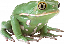PNG Frogs Free Transparent Frogs.PNG Images. | PlusPNG
