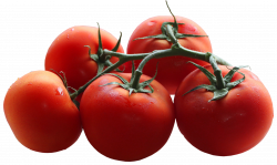 Bush tomato clipart - Clipground