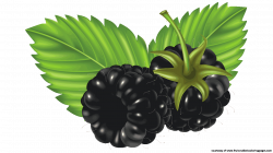 28+ Collection of Blackberry Fruit Clipart | High quality, free ...