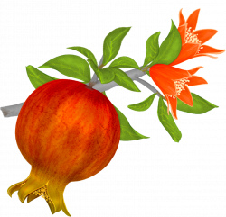 Free Pomegranates Vector PNG (9) | graphics | Pinterest ...
