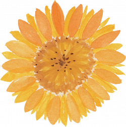 5 Watercolor Sunflower (PNG Transparent) | OnlyGFX.com