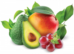 Fresh Fruits & Vegetables - CPX PERÚ