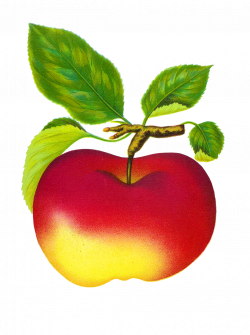 Antique Images: Free Digital Vintage Fruit Red Apple Graphics ...