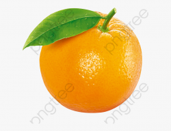 Orange Png Clipart - Orange Fruit Clipart #250185 - Free ...