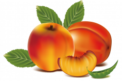 Peach Fruit Clip art - peach 1361*914 transprent Png Free Download ...