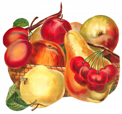 Antique Images: Fruit Basket Botanical Artwork Digital Download ...