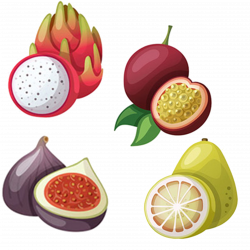 Tropical fruit Illustration - Dragon fruit mangosteen passion fruit ...