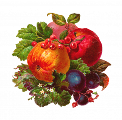 Antique Images: Free Digital Fruit Clip Art: Apple, Peach, Plum, and ...