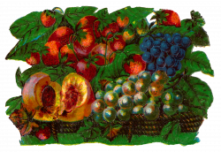 Antique Images: Vintage Fruit Basket Botanical Artwork Clip Art ...
