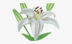 Lily Clipart Funeral Flower - Clip Art Easter Lilies ...