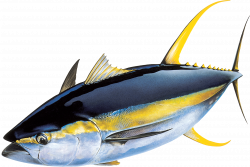 Next gen sequencing means a brighter future for yellowfin tuna ...