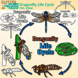 Dragonfly Life Cycle Clip Art: Insect and Bug Graphics ...