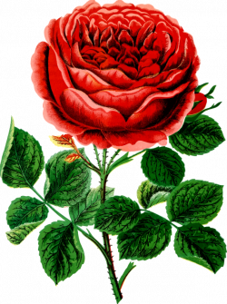Garden roses Cabbage rose Clip art - ROSE BUSH 596*800 transprent ...