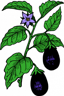 28+ Collection of Eggplant Plant Drawing | High quality, free ...