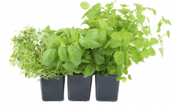 Herb PNG Transparent Images | PNG All