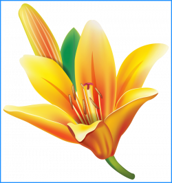 Stunning Yellow Lily Flower Png Clipart El Jardin De Maria Image For ...
