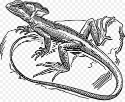 Book Black And White clipart - Lizard, Fish, transparent ...