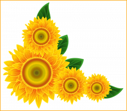 Fascinating Sunflower Clip Art Clipart Clipartbold Pic Of Outline ...