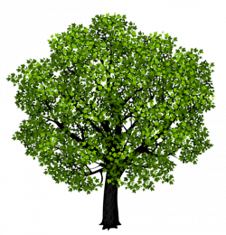 Green Maple Tree PNG Clipart Picture | Graphics | Pinterest | Clip art
