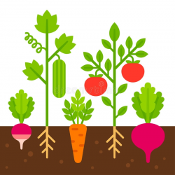 Vegetable Garden Illustration Stock Vector Illustration Of ...
