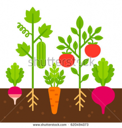 Vegetable Garden Clipart | Free download best Vegetable ...