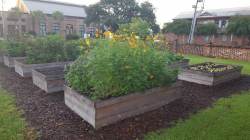 Community and School Gardening in Georgia
