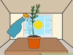 3 Ways to Grow Cuttings from Established Plants - wikiHow