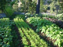 268 Best Biodynamic Gardening images in 2019 | Biodynamic ...